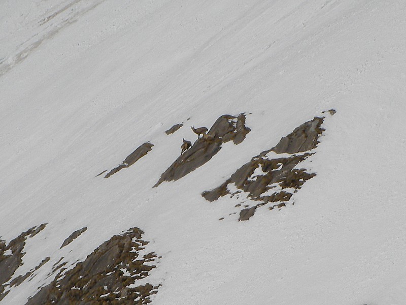 #12 Les chamois au loin Les chamois au loin