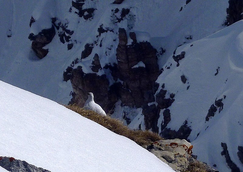 Lagopède : Alpaga prêt à tout pour cette photo