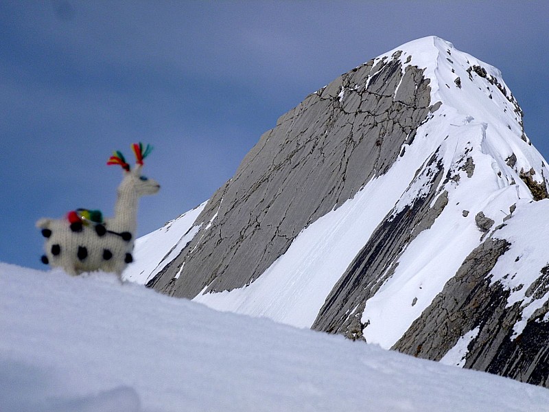 Un alpaga in Süd Tyrol : Traditionnelle photo