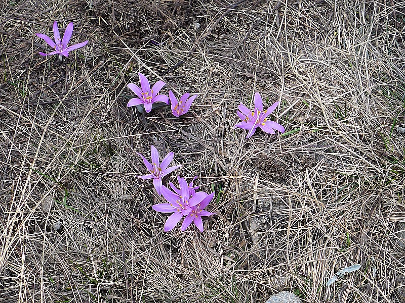#12 Un peu de printemps Un peu de printemps