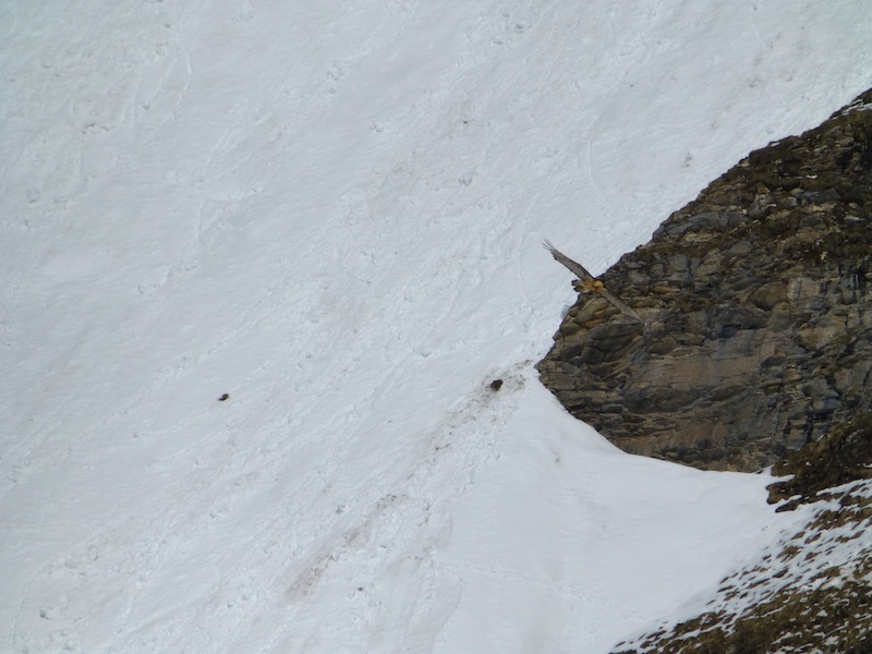 #16 face nord gde casse 24/4/13 : Gypaète à la cascade du vallonet face nord gde casse 24/4/13 : Gypaète à la cascade du vallonet