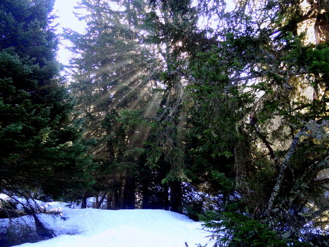 #1 Forêt : apparition matinale Forêt : apparition matinale