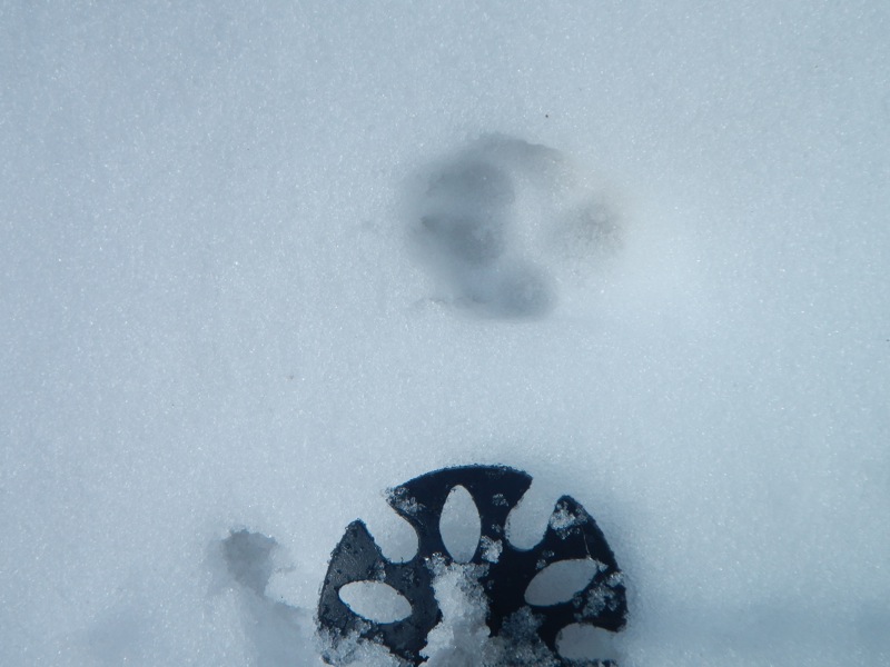 Argentera : Des traces de loup de partout avec qq chamois qui en ont fait les frais...