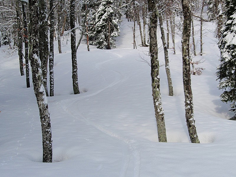 #5 1ere descente : De la poudre dans les bois... 1ere descente : De la poudre dans les bois...