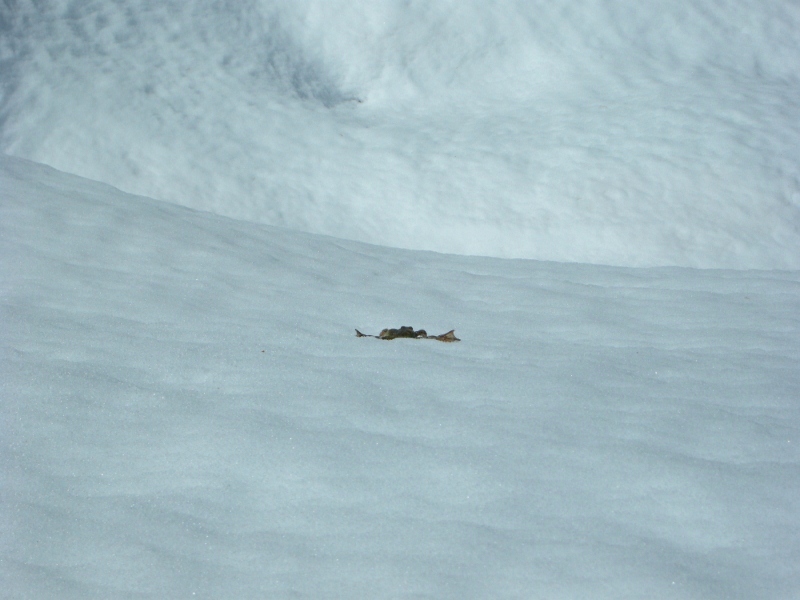 #14 grenouille : grenouille surfeuse grenouille : grenouille surfeuse
