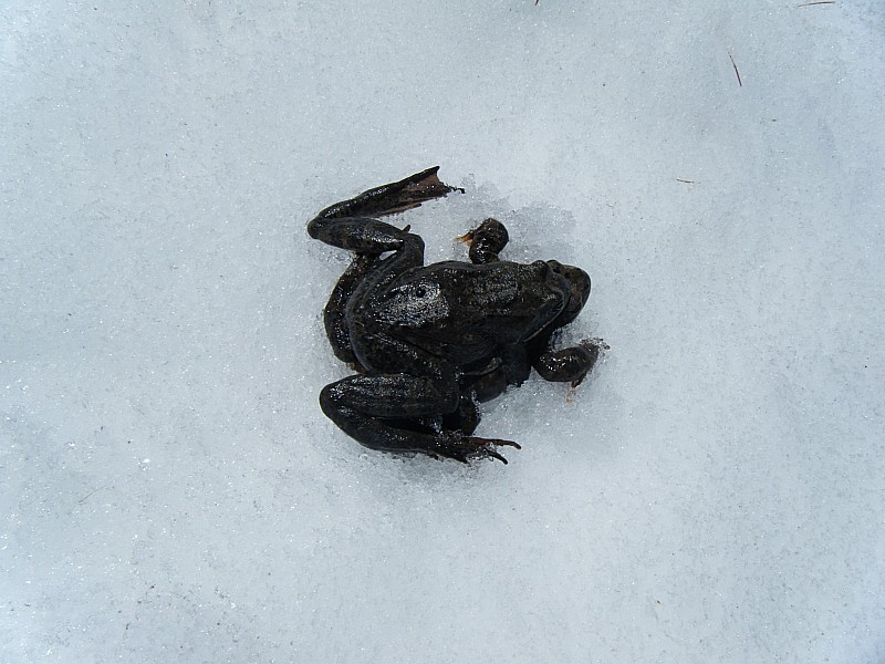 #44 crapaud et grenouille amoureux : les photos porno sont-elles autorisées sur Skitour ? crapaud et grenouille amoureux : les photos porno sont-elles autorisées sur Skitour ?
