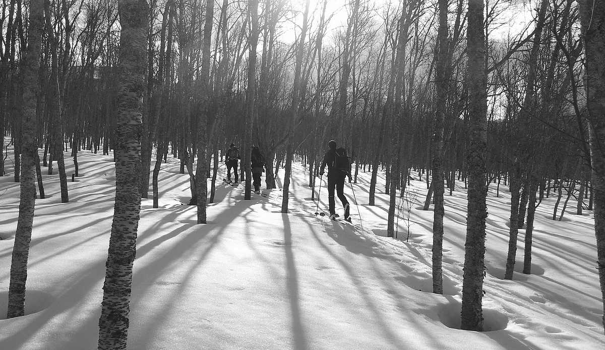 Forêt : Il y a du bouleau