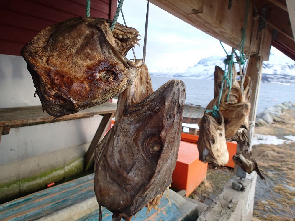 #31 Morues : Pays de pêcheurs Morues : Pays de pêcheurs