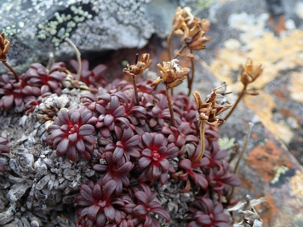 Flore arctique : Motivées!