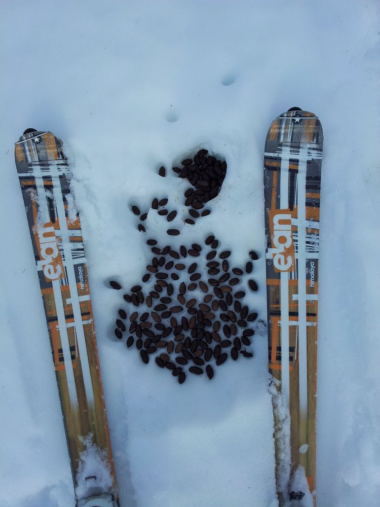 Crotte d'élan : Et pourtant ces skis c'est pas de la m...