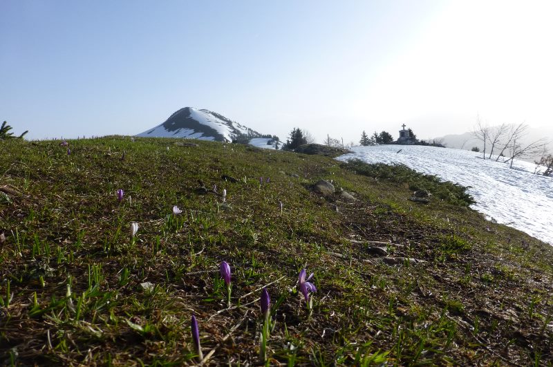 #2 crocus : c crocus : c'est bien le printemp