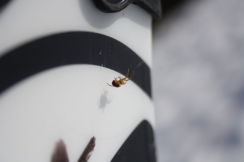 le temps qui passe : la montée ça prend du temps, l'araignée a eu le temps de tisser sa toile entre les skis ;-)