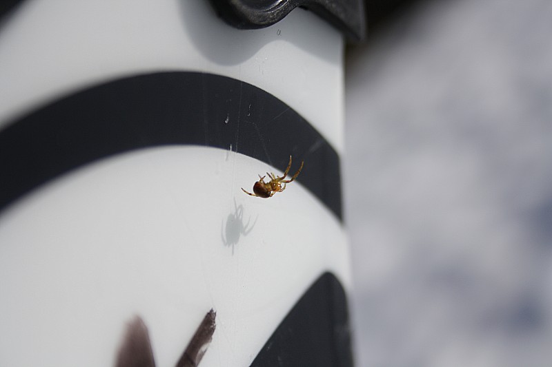 #1 le temps qui passe : la montée ça prend du temps, l le temps qui passe : la montée ça prend du temps, l'araignée a eu le temps de tisser sa toile entre les skis ;-)