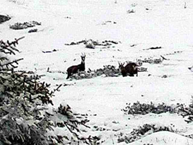 #2 Chamois : je n Chamois : je n'étais donc pas seul dans cette montagne !