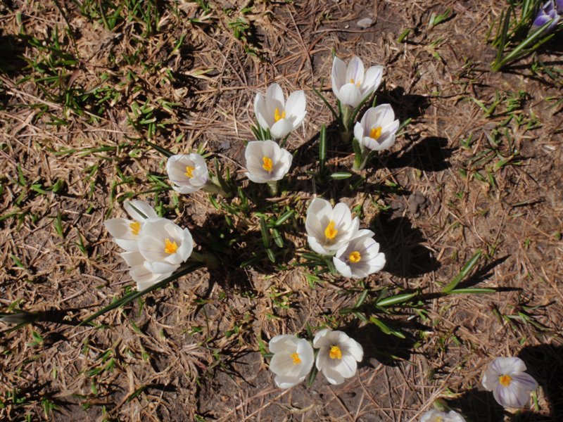 #6 Fleurs : C Fleurs : C'est aussi le printemps en basse Ubaye !!! (en réponse à la photo de Guide-05)