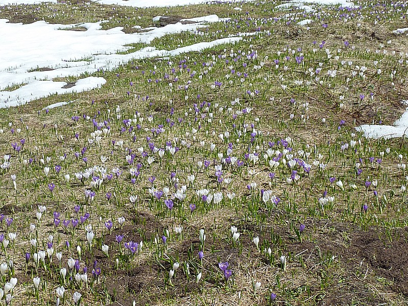 #7 Crocus : Et de magnifiques crocus. Crocus : Et de magnifiques crocus.