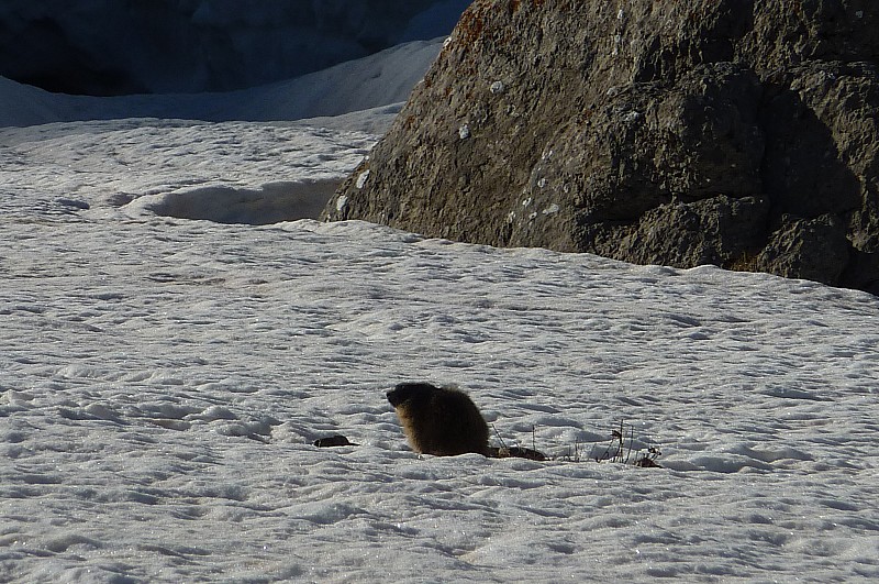 Tête Boulière : Marmotte peu énergique cherchant la chaleur (nombreuses dans le vallon)