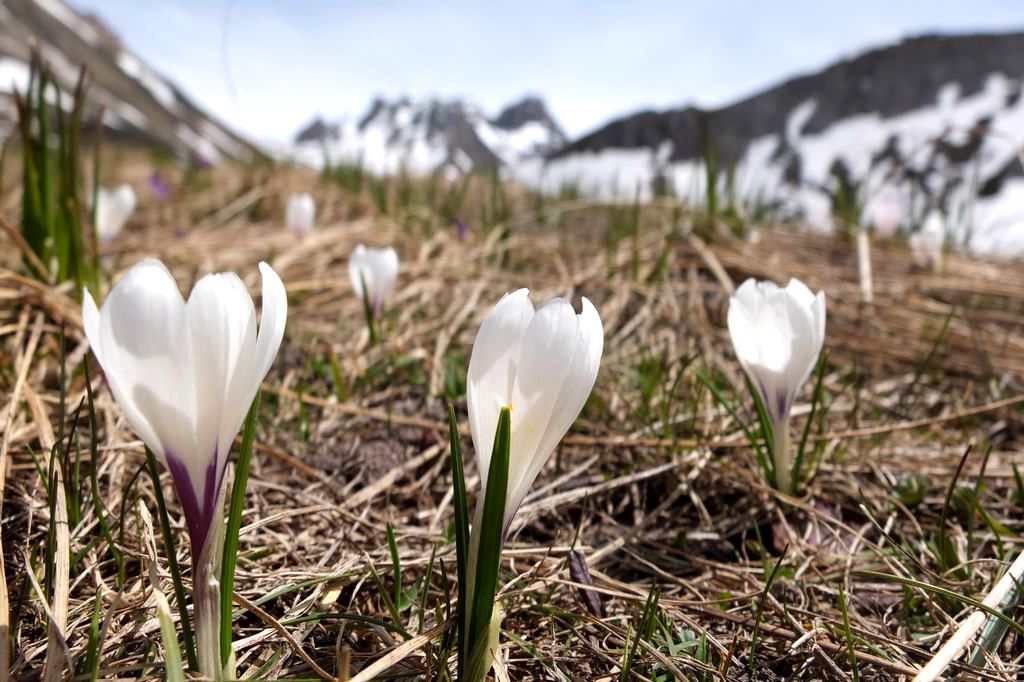 #13 Printemps bis : Crocus de Plan Lachat Printemps bis : Crocus de Plan Lachat