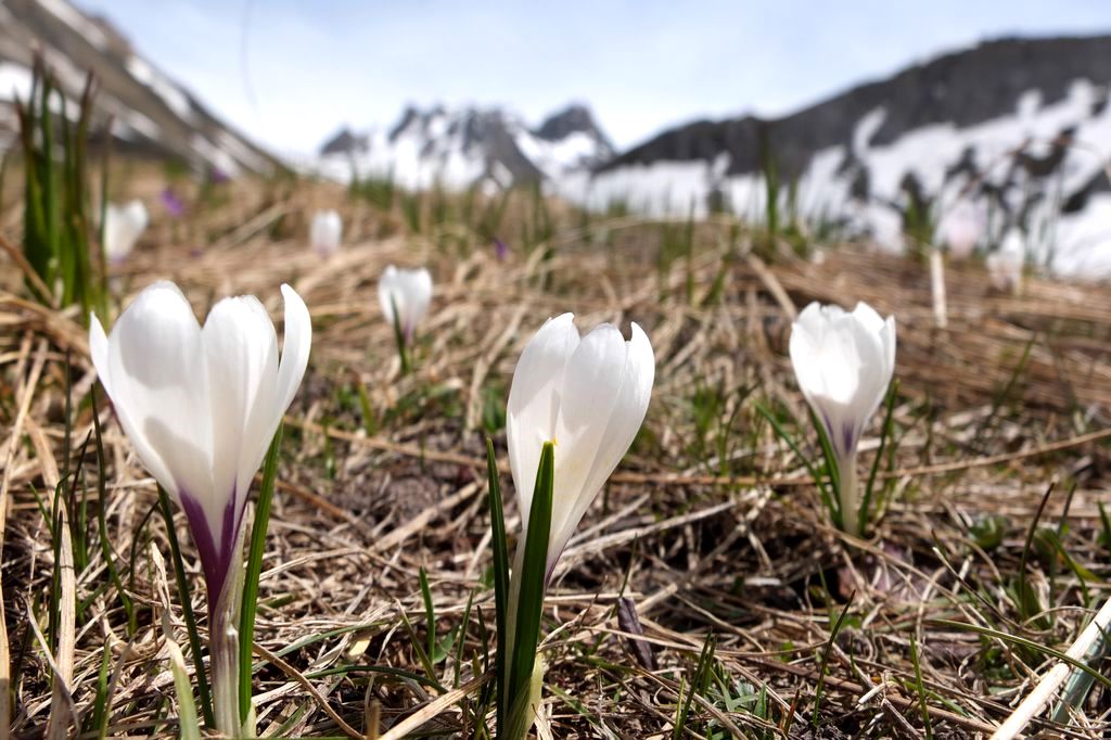 Printemps bis : Crocus de Plan Lachat