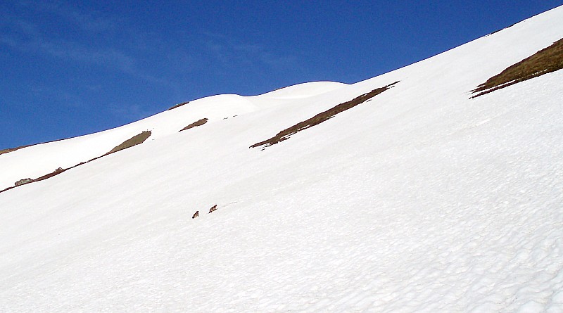 #16 Marmottes : Ca joue sur la neige :) Marmottes : Ca joue sur la neige :)