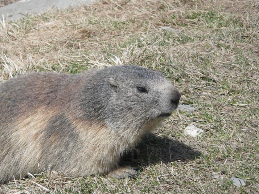 #27 Marmottes du refuge : Enfin l Marmottes du refuge : Enfin l'été...