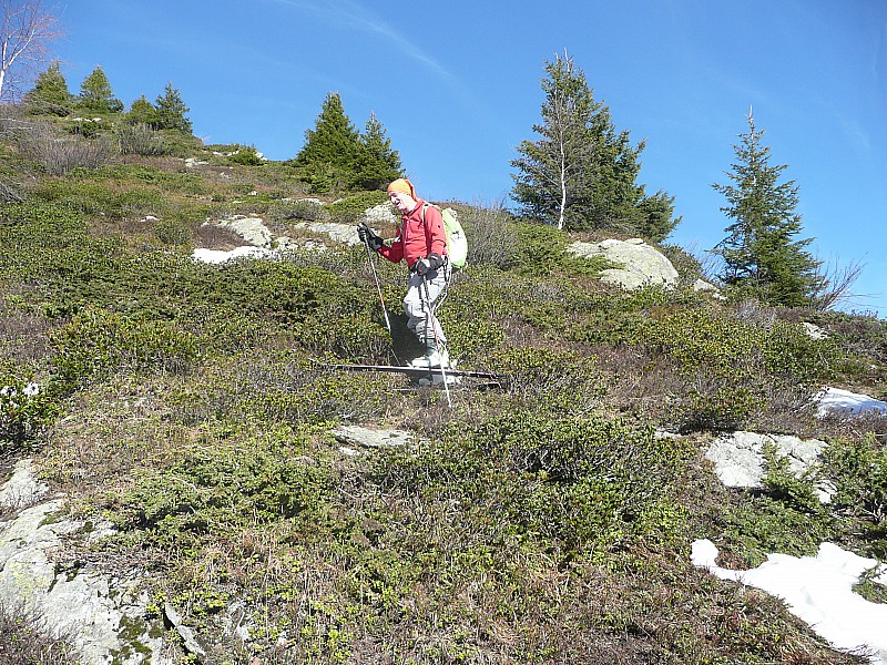 #4 drole de neige : A la recherche des myrtilles drole de neige : A la recherche des myrtilles