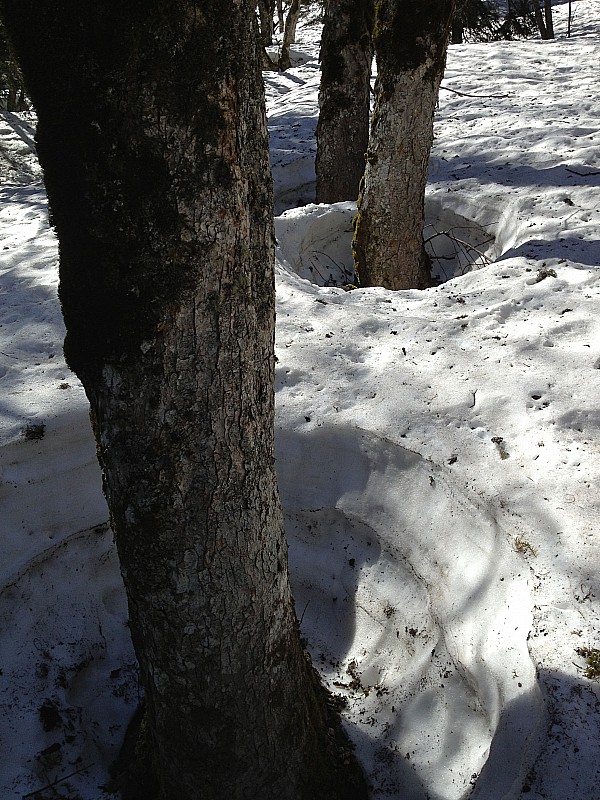 #1 la forêt : encore pas mal de neige en forêt la forêt : encore pas mal de neige en forêt