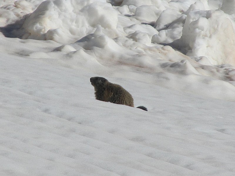 #3 Marmotte : Tout près d Marmotte : Tout près d'une coulée