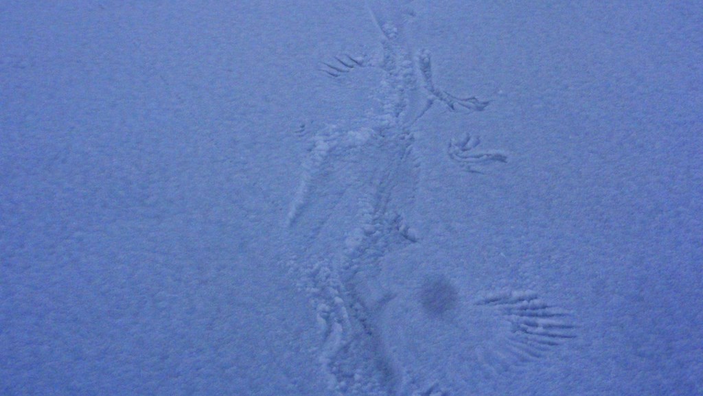 #6 traces : j traces : j'opte pour des traces laissée par un oiseau, je vote Lagopède