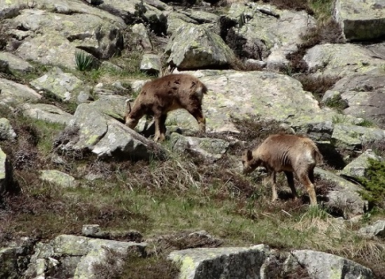 #1 Posets : L Posets : L'hiver a été long pour les isards pyrénéens