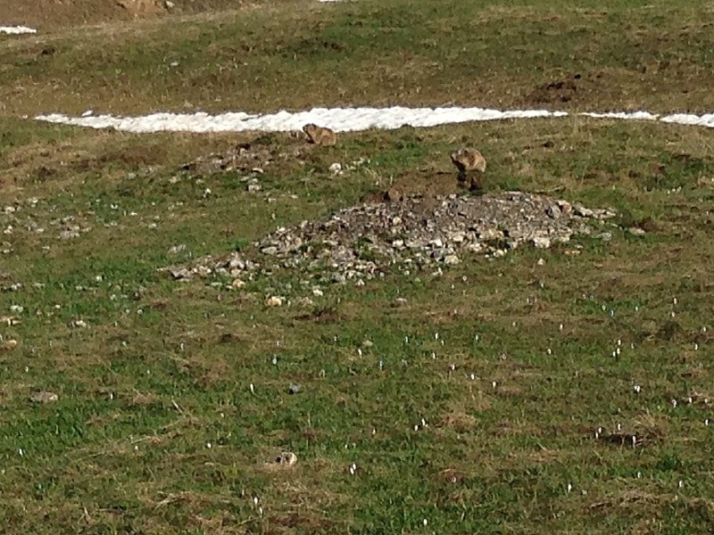 #5 Marmottes de partout Marmottes de partout