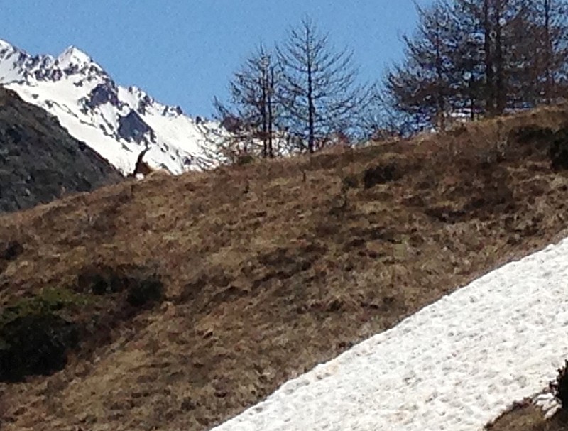 #1 Bouquetin en remontant au col : Bouquetin en remontant au col des fourches Bouquetin en remontant au col : Bouquetin en remontant au col des fourches