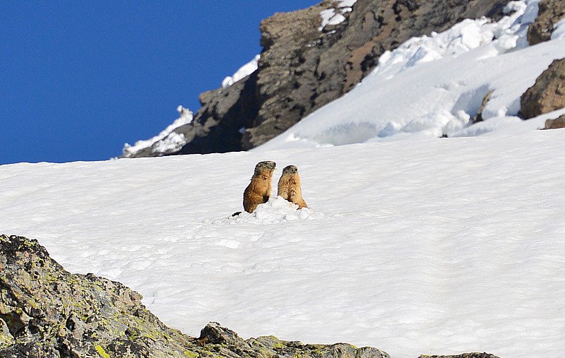 #7 Début de la 2ème Montée : Au milieu des marmottes Début de la 2ème Montée : Au milieu des marmottes