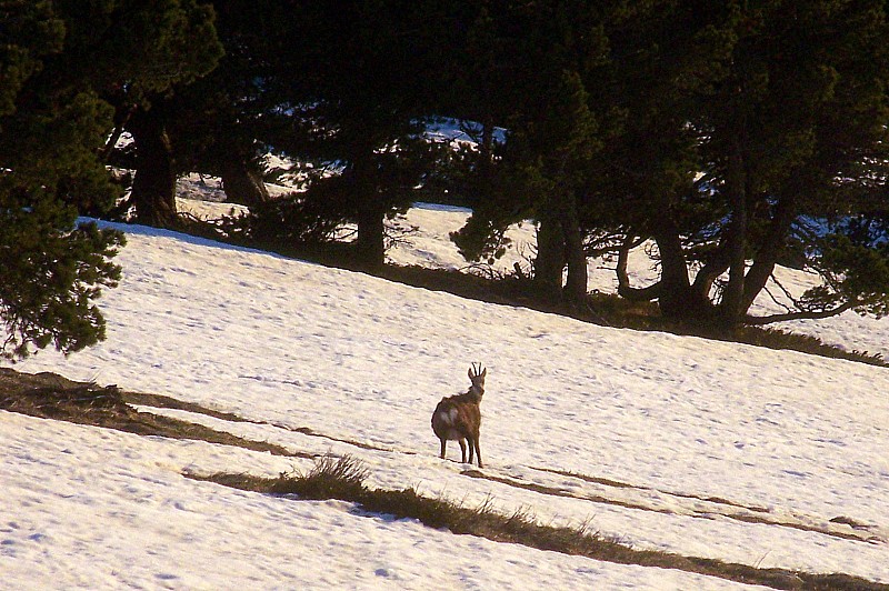 #4 Chamechaude : Chamois chartrousien Chamechaude : Chamois chartrousien
