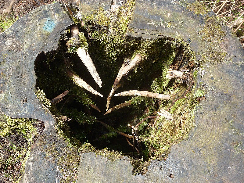 Chemin forestier : A l'intérieur du tronc