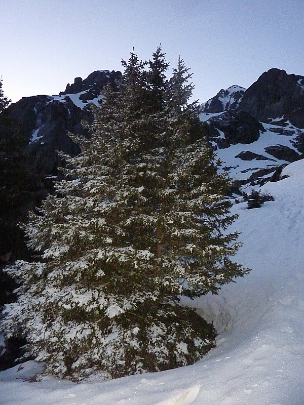 #1 Sortie de la forêt : Il a neigeoté Sortie de la forêt : Il a neigeoté