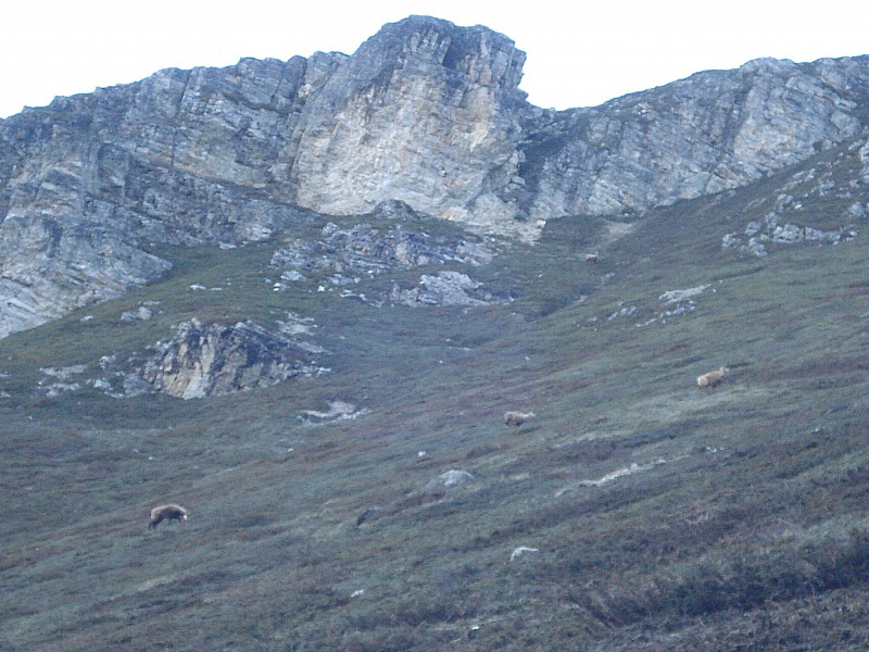 #4 gd sassiere : beaucoup de chamois dans le secteur gd sassiere : beaucoup de chamois dans le secteur