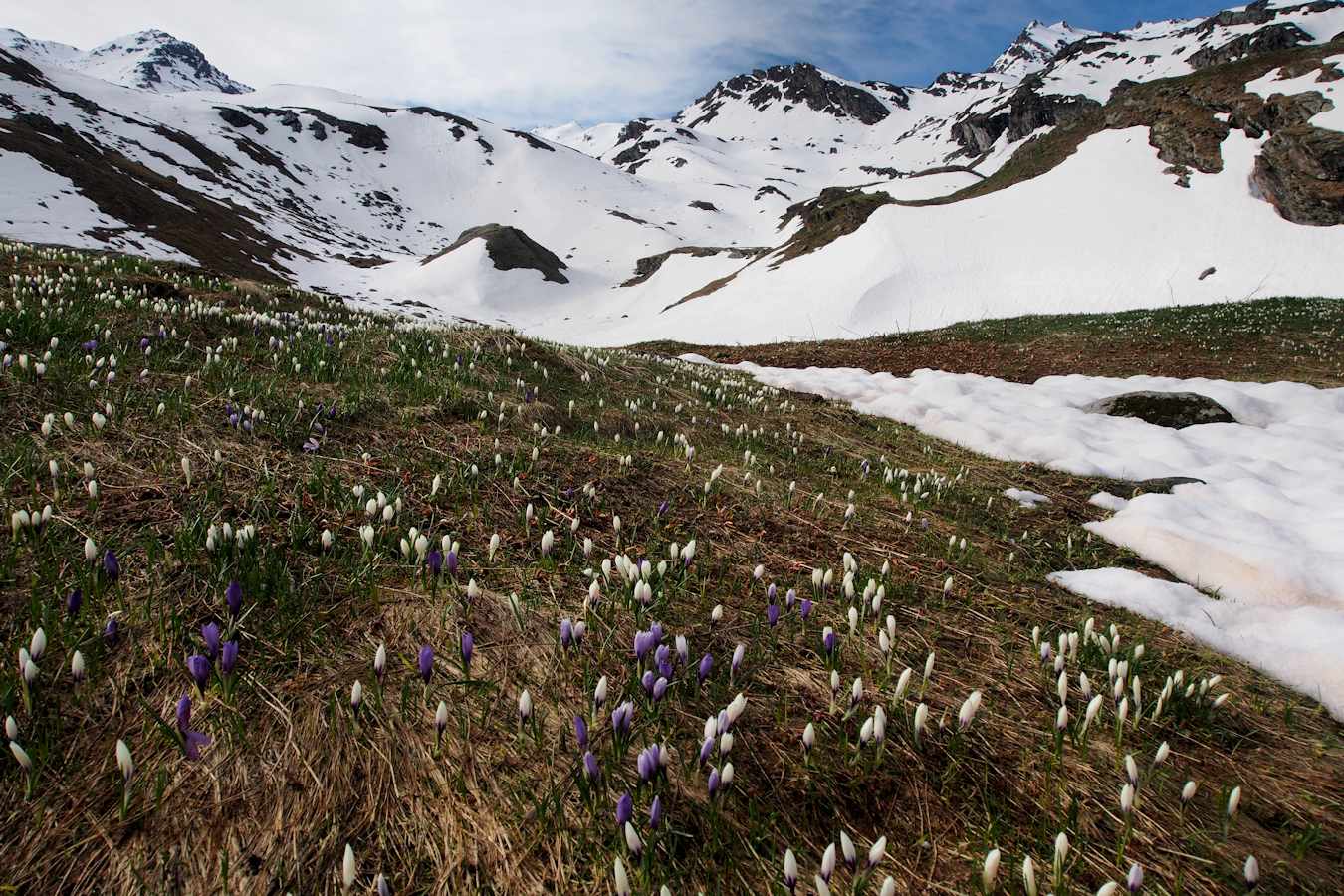 #3 Du coté des Revers : Perce-neige. Du coté des Revers : Perce-neige.