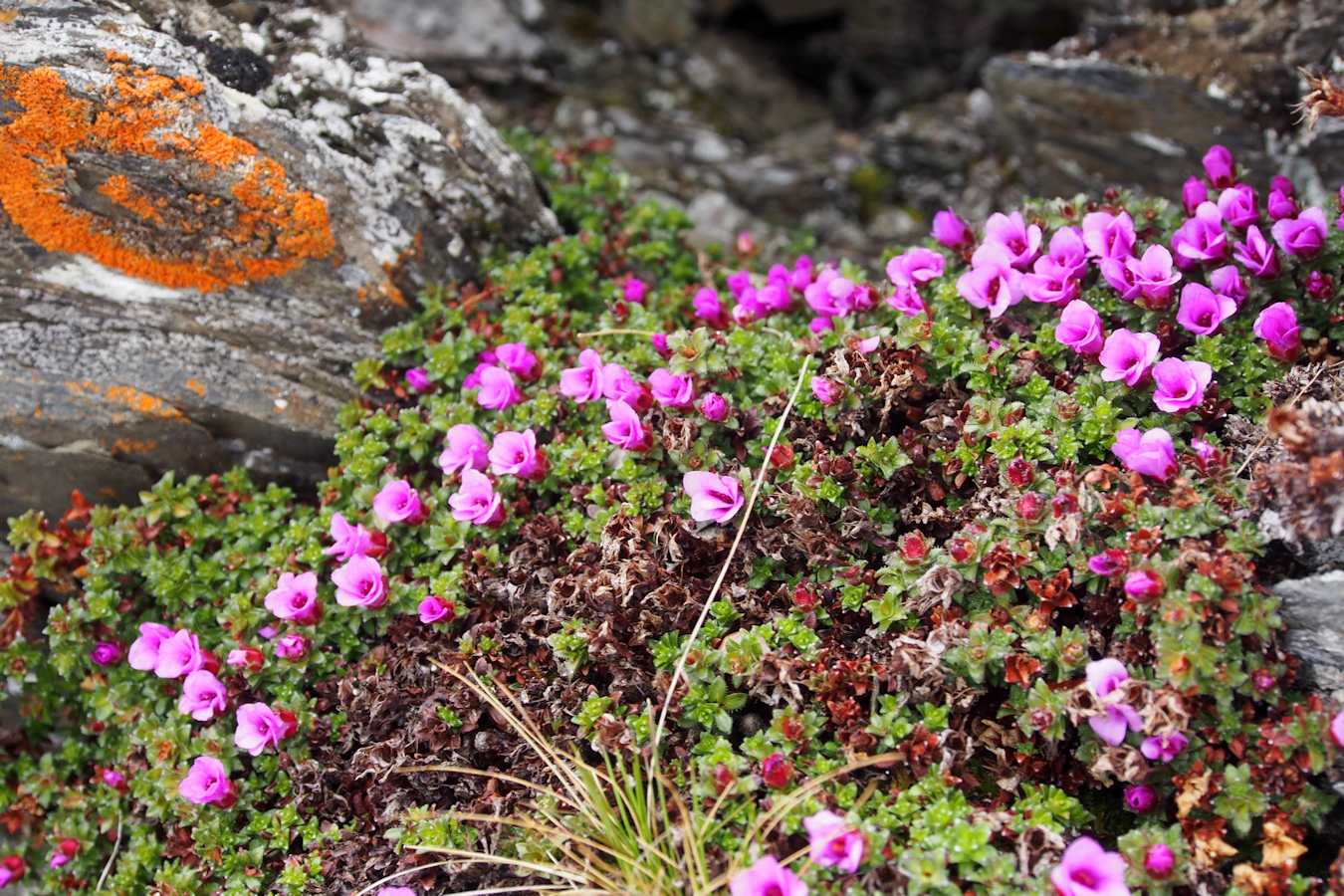 #6 Un peu de couleur : Saxifrage à feuilles opposées. Un peu de couleur : Saxifrage à feuilles opposées.