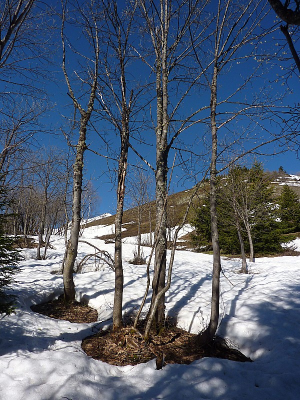 #7 Sortie de forêt : La voilà la blanche! Sortie de forêt : La voilà la blanche!