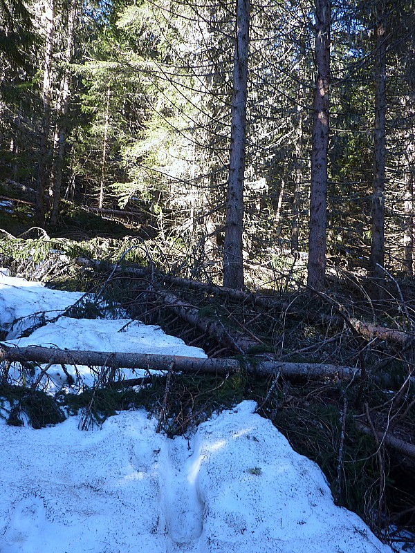 #2 Une idée de l Une idée de l'hécatombe. : L'hiver a été rude!