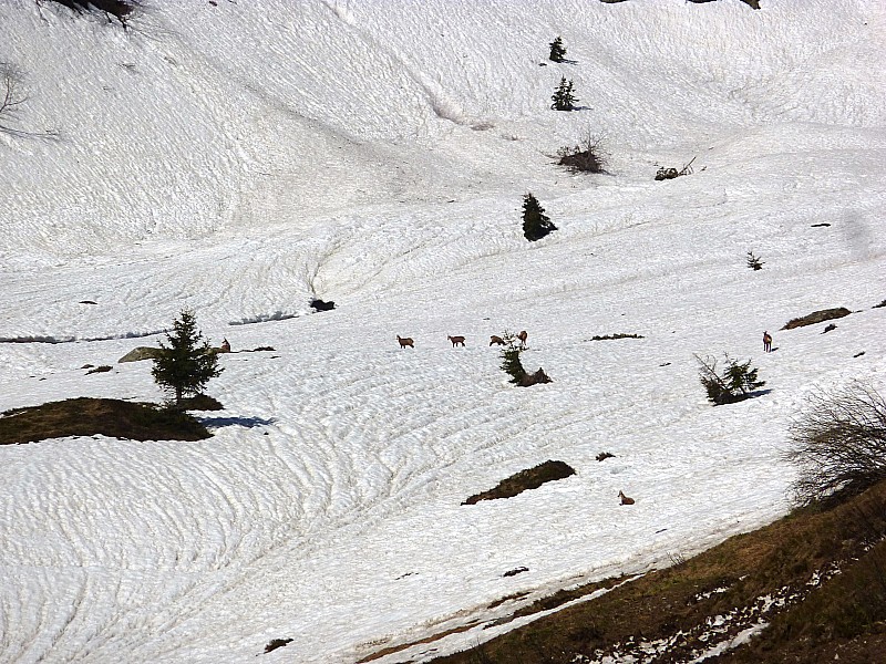 #8 Chamois : Il y avait une harde d Chamois : Il y avait une harde d'une quinzaine.