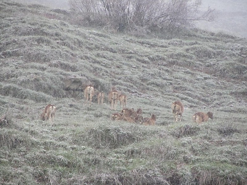 #1 Mouflons : Eux au moins ils sont plus raisonnables à rester au vert Mouflons : Eux au moins ils sont plus raisonnables à rester au vert