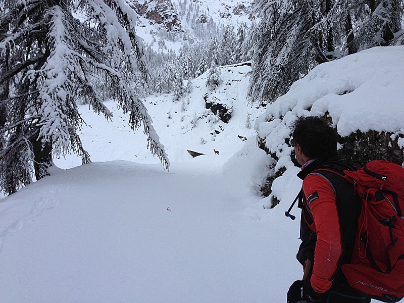 #7 Pas mal de chamois : Pas mal de chamois dans le secteur, la neige épaisse contrarie leurs plans Pas mal de chamois : Pas mal de chamois dans le secteur, la neige épaisse contrarie leurs plans