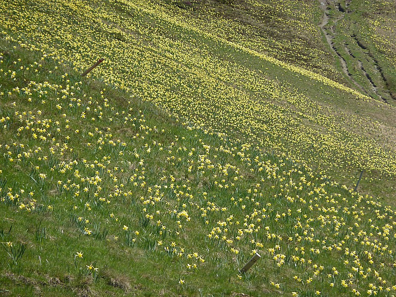 #13 Le Recoin : Les jonquilles sont là Le Recoin : Les jonquilles sont là
