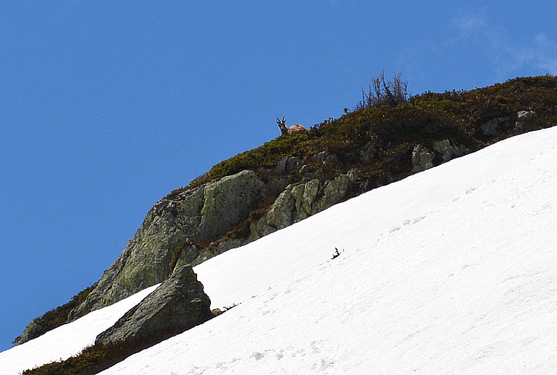 #19 Chamois : 50 gugus pour faire Rocher Blanc aujourd Chamois : 50 gugus pour faire Rocher Blanc aujourd'hui... Y sont fous ces humains!