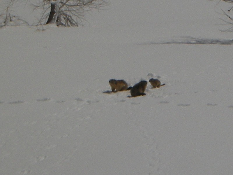 #6 famille marmotton : pas grand chose à manger encore famille marmotton : pas grand chose à manger encore