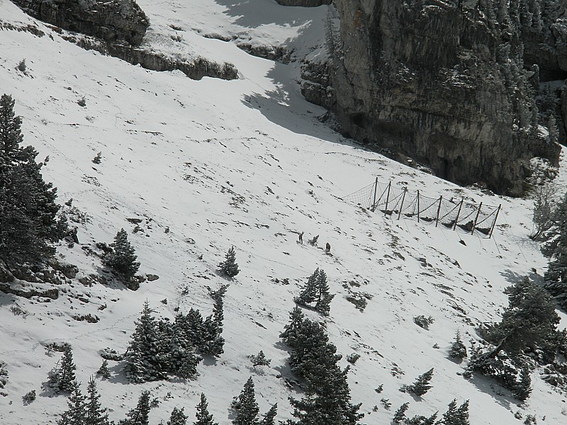 #1 Bestioles : 2 chamois sous le cirque Bestioles : 2 chamois sous le cirque
