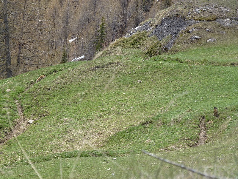 #10 Le renard et la marmotte : La marmotte surveille les agissements du renard Le renard et la marmotte : La marmotte surveille les agissements du renard