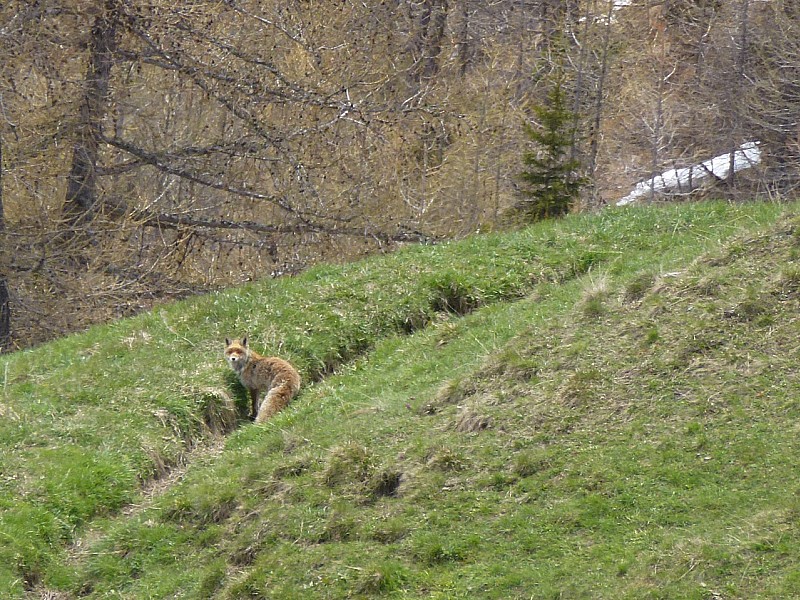 #9 Le renard : qui sont ces gens? Le renard : qui sont ces gens?